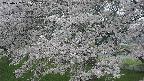 ochiai2-20250427162115.jpg