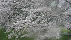 ochiai2-20250427164112.jpg