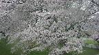 ochiai2-20250427165107.jpg