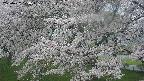 ochiai2-20250427170106.jpg