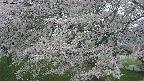 ochiai2-20250427171122.jpg