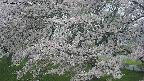 ochiai2-20250427172109.jpg