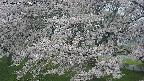 ochiai2-20250427173110.jpg