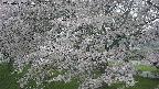 ochiai2-20250427174111.jpg
