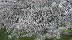 ochiai2-20250427180117.jpg