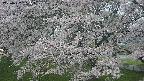 ochiai2-20250427181112.jpg
