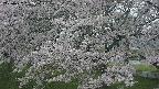 ochiai2-20250427182121.jpg