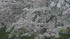 ochiai2-20250427183111.jpg