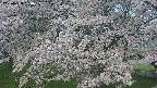 ochiai2-20250428050112.jpg