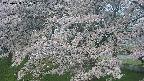 ochiai2-20250428051111.jpg