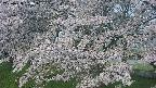ochiai2-20250428054111.jpg