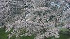 ochiai2-20250428055110.jpg
