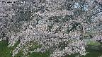 ochiai2-20250428061114.jpg