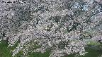 ochiai2-20250428062110.jpg