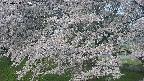 ochiai2-20250428063122.jpg