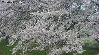 ochiai2-20250428064113.jpg