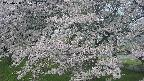 ochiai2-20250428065113.jpg