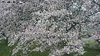 ochiai2-20250428070114.jpg