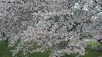 ochiai2-20250428071114.jpg