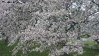 ochiai2-20250428072108.jpg