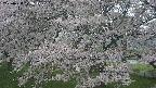 ochiai2-20250428073107.jpg