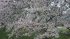 ochiai2-20250428074111.jpg