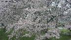 ochiai2-20250428075111.jpg