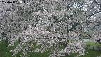 ochiai2-20250428080114.jpg