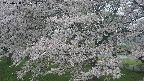 ochiai2-20250428081114.jpg