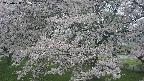 ochiai2-20250428082120.jpg