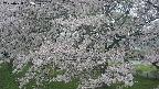 ochiai2-20250428083119.jpg