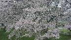 ochiai2-20250428084113.jpg