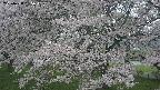 ochiai2-20250428085112.jpg