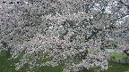 ochiai2-20250428090119.jpg