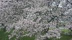 ochiai2-20250428091110.jpg