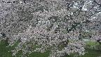 ochiai2-20250428094109.jpg