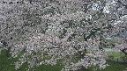 ochiai2-20250428095111.jpg