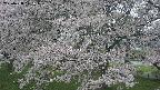 ochiai2-20250428101114.jpg
