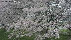 ochiai2-20250428103113.jpg