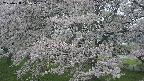 ochiai2-20250428105116.jpg