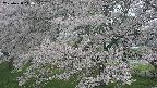 ochiai2-20250428110111.jpg