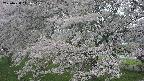 ochiai2-20250428111112.jpg
