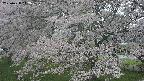 ochiai2-20250428112116.jpg