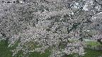 ochiai2-20250428113110.jpg