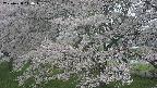 ochiai2-20250428114108.jpg