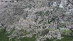ochiai2-20250428115108.jpg