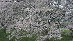 ochiai2-20250428122122.jpg