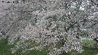ochiai2-20250428123247.jpg