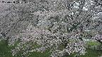 ochiai2-20250428124158.jpg