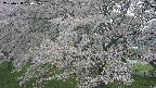 ochiai2-20250428130119.jpg